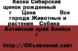 Хаски Сибирский (щенок рожденный 20.03.2017г.) › Цена ­ 25 000 - Все города Животные и растения » Собаки   . Алтайский край,Алейск г.